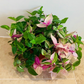 Tradescantia Fluminensis Tricolour Cassandra's Plants