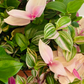 Tradescantia Fluminensis Tricolour Cassandra's Plants
