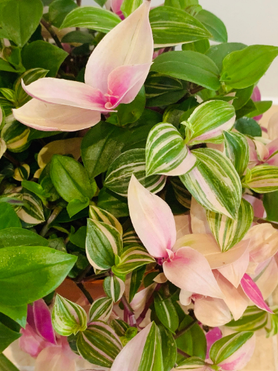 Tradescantia Fluminensis Tricolour Cassandra's Plants