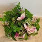 Tradescantia Fluminensis Tricolour Cassandra's Plants