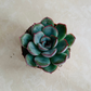 Echeveria Pulidonis Succulent in 5.5cm Pot Cassandra's Plants