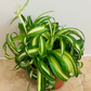 Chlorophytum Comosum Curly Bonnie 12cm Pot Cassandra's Plants