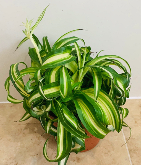 Chlorophytum Comosum Curly Bonnie 12cm Pot Cassandra's Plants