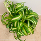Chlorophytum Comosum Curly Bonnie 12cm Pot Cassandra's Plants