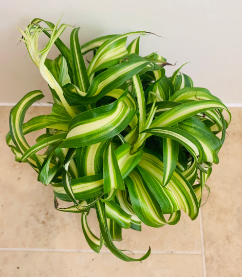 Chlorophytum Comosum Curly Bonnie 12cm Pot Cassandra's Plants