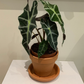 Alocasia Amazonica Polly 12cm Pot Cassandra's Plants