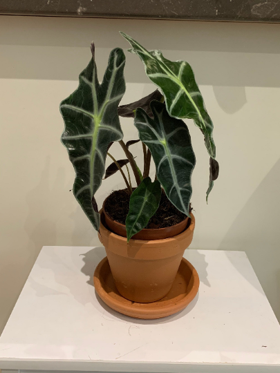 Alocasia Amazonica Polly 12cm Pot Cassandra's Plants