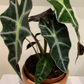 Alocasia Amazonica Polly 12cm Pot Cassandra's Plants