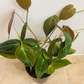 Philodendron Hederaceum Micans Cassandra's Plants
