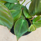 Philodendron Hederaceum Micans Cassandra's Plants