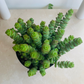 Crassula Rupestris f. Marnieriana 'Hottentot'11cm Pot Cassandra's Plant