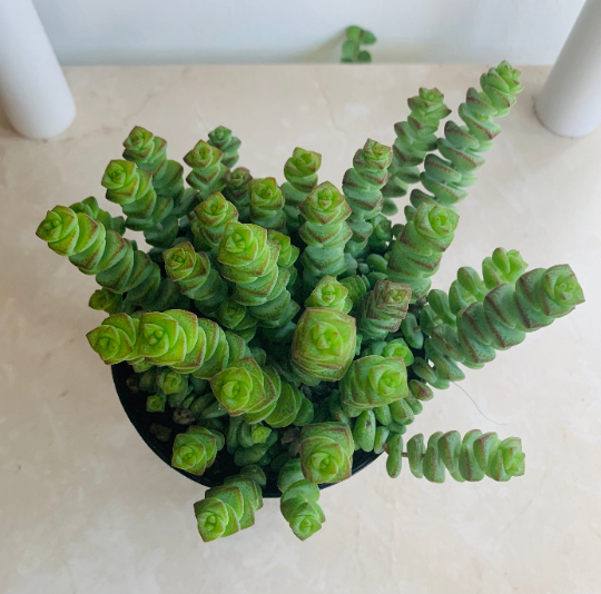Crassula Rupestris f. Marnieriana 'Hottentot'11cm Pot Cassandra's Plant