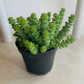 Crassula Rupestris f. Marnieriana 'Hottentot'11cm Pot Cassandra's Plants