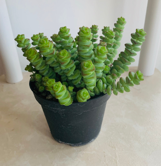 Crassula Rupestris f. Marnieriana 'Hottentot'11cm Pot Cassandra's Plants