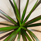 Dracaena Margenta Dragon Tree in 7cm Pot Cassandra's Plants