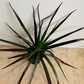 Dracaena Margenta Dragon Tree in 7cm Pot Cassandra's Plants