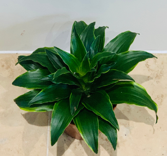 Dracaena Janet Craig in 12cm Pot Cassandra's Plants