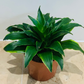 Dracaena Janet Craig in 12cm Pot Cassandra's Plants