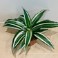 Dracaena Fragrans White Jewel in 12cm Pot  Cassandra's Plants