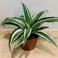 Dracaena Fragrans White Jewel in 12cm Pot  Cassandra's Plants