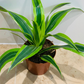 Dracaena Fragans Lemon Lime in 12cm Pot Cassandra's Plants