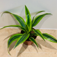 Dracaena Fragans Lemon Lime in 12cm Pot  Cassandra's Plants