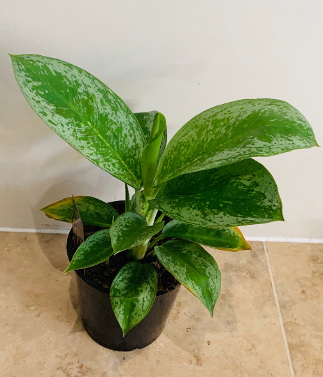 Aglaonema Silver Frost Chinese Evergreen 12cm Pot Cassandra's Plants