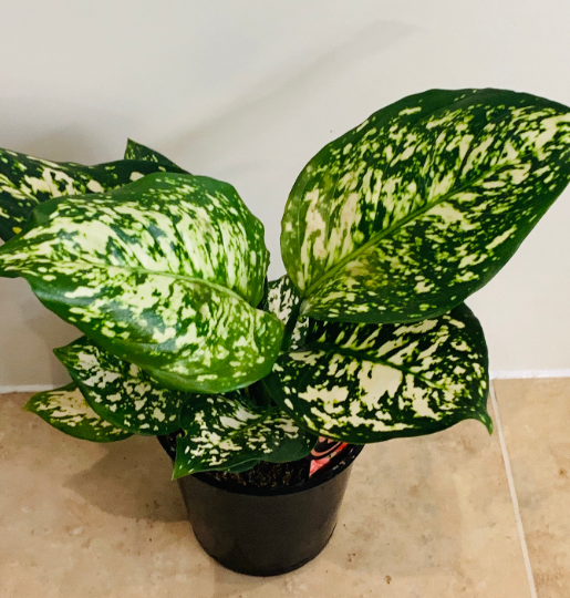 Aglaonema Osaka Chinese Evergreen 12cm Pot Cassandra's Plants