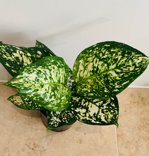Aglaonema Osaka Chinese Evergreen 12cm Pot Cassandra's Plants