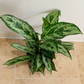 Aglaonema ‘Silver Queen’ Chinese Evergreen 12cm Pot Cassandra's Plants