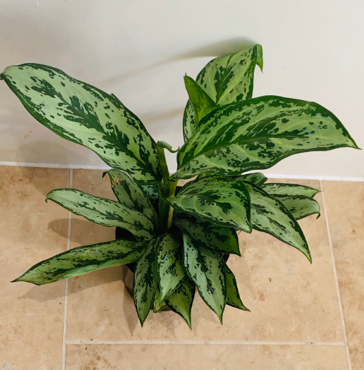 Aglaonema ‘Silver Queen’ Chinese Evergreen 12cm Pot Cassandra's Plants