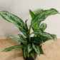 Aglaonema ‘Silver Queen’ Chinese Evergreen 12cm Pot Cassandra's Plants