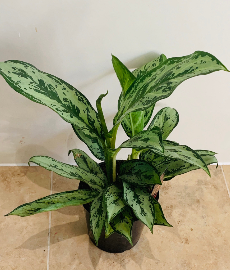 Aglaonema ‘Silver Queen’ Chinese Evergreen 12cm Pot Cassandra's Plants