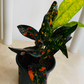 Codiaeum Variegatum ‘Bush on Fire’ Croton 7cm Pot Cassandra's Plants