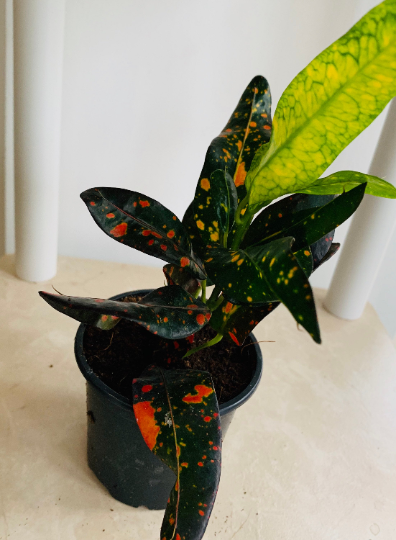 Codiaeum Variegatum ‘Bush on Fire’ Croton 7cm Pot Cassandra's Plants