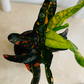 Codiaeum Variegatum ‘Bush on Fire’ 7cm Pot Croton Cassandra's Plants