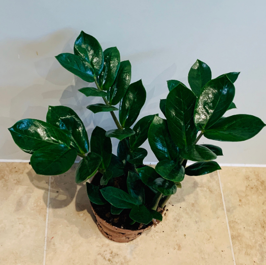 Zamioculcas Zamiifolia ZZ Plant Cassandra's Plants