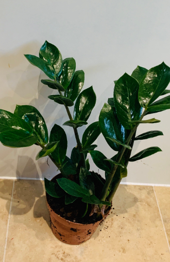 Zamioculcas Zamiifolia ZZ Plant Cassandra's Plants