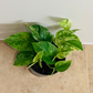 Epipremnum Aureum 'Marble Queen' Pothos Cassandra's Plants