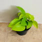 Epipremnum Aureum Neon Pothos Cassandra's Plants