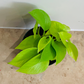 Epipremnum Aureum Neon Pothos Cassandra's Plants