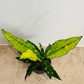Codiaeum Variegatum ‘Gold Dust’ Croton 7cm Pot Cassandra's Plants