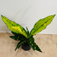 Codiaeum Variegatum ‘Gold Dust’ Croton 7cm Pot Cassandra's Plants