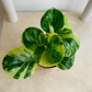 Peperomia Obtusifolia Variegata Cassandra's Plants