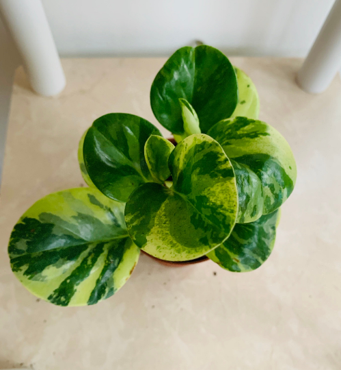 Peperomia Obtusifolia Variegata Cassandra's Plants