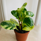 Peperomia Obtusifolia Variegata Cassandra's Plants