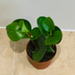 Peperomia Obtusifolia Cassandra's Plants