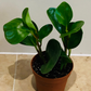 Peperomia Obtusifolia Cassandra's Plants