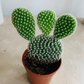 Opuntia Microdasys Var. Albispina "Bunny Ears" Cactus Cassandra's Plants