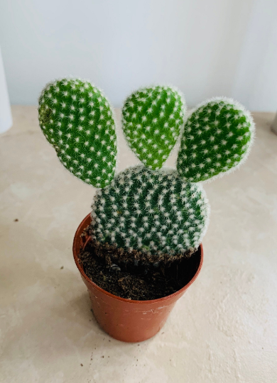 Opuntia Microdasys Var. Albispina "Bunny Ears" Cactus Cassandra's Plants